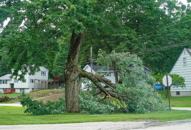 Best Tree Removal  in Raymond, WI