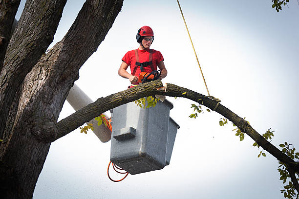  Raymond, WI Tree Removal Pros