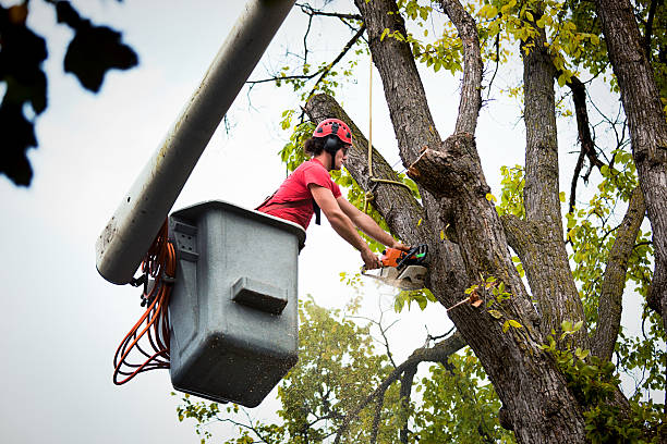 Best Stump Grinding and Removal  in Raymond, WI